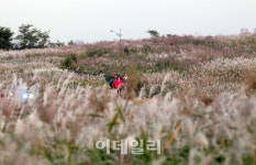 [포토]하늘공원에 만발한 억새