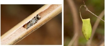 추운 겨울, 나비 만나려면 서울숲으로 오세요