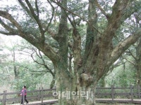 [休]봄오는 제주 숲길에서 신령한 기운을 얻다