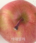 꼭지 달린 사과가 더 맛있어요