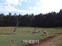 양떼들과 어우리며 동심에 젖다...남해 양모리학교