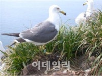 국립공원관리공단, 괭이갈매기 번식기간 최초 확인