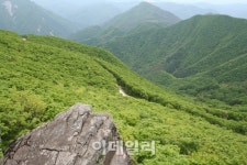 야생화 꽃 내음 가득한 하늘길을 걷다