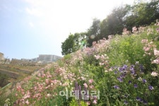 야생화 꽃 내음 가득한 하늘길을 걷다