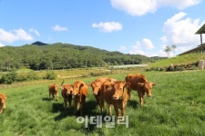 고소한 한우 맛보러 횡성으로 오세요