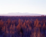 미국 빅풋 추정 사진 포착 男 전설 믿지 않지만 놀랍다