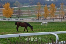 청마의 해 말이 있어 여행도 즐겁다, 경기도 추천여행