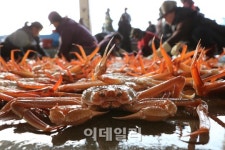 감칠맛·고소함…꽉찬 속살 맛보러 대게의 고장 울진에 가다