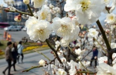 [포토]매화향 가득한 청계천