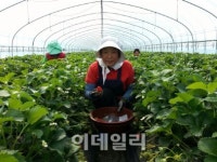 산청딸기, CJ프레시웨이 만나 날개 달았다