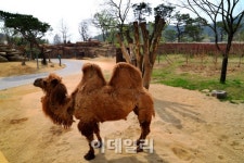 더 가까워진 한국판 세렝게티…눈앞 야생 보고·듣고·만진다