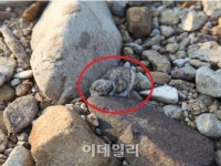 멸종위기종 ‘흰목물떼새’ 담양하천서 집단 번식