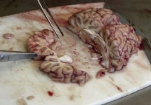 소 뇌, 사람 머리 공항에 가지고 가면 안되는 것들