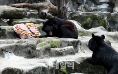 [포토]과일빙수 같이 먹자?