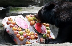 [포토]시원한 과일빙수