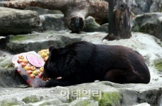 어울림에프앤비빙수파는과일가게 | [포토]시원한 과일빙수는 다 내꺼!