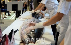 [포토]디큐브백화점, 참치해체 시연 및 1000명 무료 시식 행사 진행
