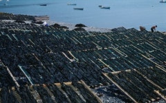 물고기 아파트란? 환경보호·생산 동시 충족...획기적인 어업 방식 각광