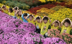 [포토]국화 직거래 장터로 오세요