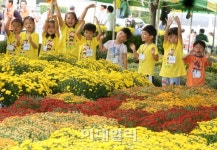 [포토]서초구, 국화꽃 보며 가을 정취 만끽하세요