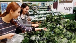 [포토]롯데마트, 올해 수확한 경기 시금치 출하-5