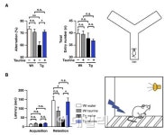 KIST 피로회복제 성분 타우린, 알츠하이머에 치료효과 있다
