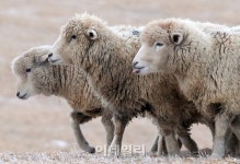 [포토]2015년 을미년 새해