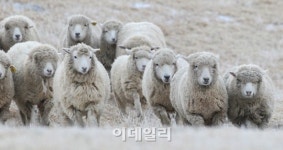 [포토]2015년 양(羊)의 해가 왔다