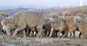 [포토]양(羊)처럼 평화로운 한해 되길…