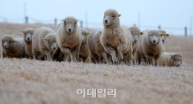 [포토]을미년(乙未年) 양들이 달려옵니다