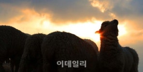 [포토]2015년 을미년(乙未年)이 왔다