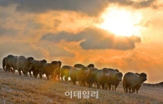[포토]2015년 을미년(乙未年) 양(羊)의 해가 왔다