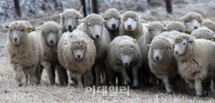 [포토]평화와 행복한 2015년을 기원하며