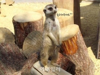 [포토] 울산대공원 미어캣, 3형제 엄마됐어요~ 축하해주세요