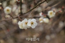 동백꽃 물들고 매화향 취한 남도의 봄