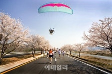 [e주말] 花사한 4월에 가볼 만한 벚꽃 명소