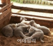[아이가 좋아하는 그곳?]춘천 하이록목장