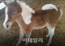 [아이가 좋아하는 그곳?]춘천 하이록목장