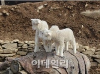 [아이가 좋아하는 그곳?]춘천 하이록목장