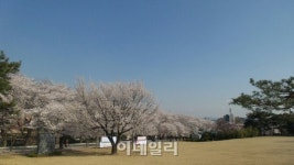 벚꽃엔딩은 전철타고…수도권 전철역 벚꽃길 명소