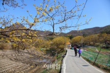 [e주말]노란 봄의 전령사 ‘주읍리 산수유마을’
