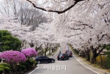 [e주말]화려한 미술관 옆 꽃대궐 ‘호암미술관 희원’
