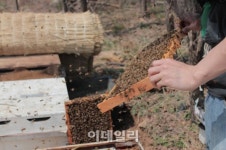허니 열풍에 들썩이는 국내양봉산업