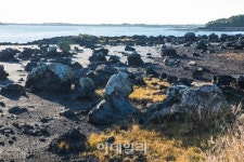 [여행] 제주의 기억을 걷다…성산·오조지질트레일
