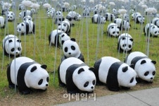 [포토] 옹기종기 모인 `판다`