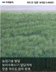 [카드뉴스] 하지 전 망종 보리밥 드셔야죠?