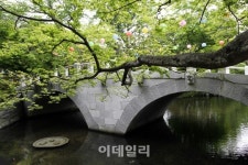 [e주말] 선운산 숲길에서 숨은 꽃을 만나다