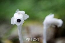 [e주말] 선운산 숲길에서 숨은 꽃을 만나다