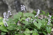 [e주말] 선운산 숲길에서 숨은 꽃을 만나다