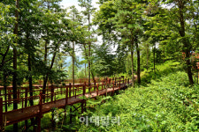 [여행+] 편백숲서 바람목욕…몸속까지 개운하네